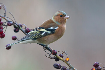 Vink; Chaffinch; Fringilla coelebs