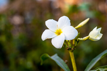 Plumeria white flowers close up on green soft bokeh background