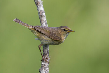 Tjiftjaf; Chiffchaff; Phylloscopus collybita