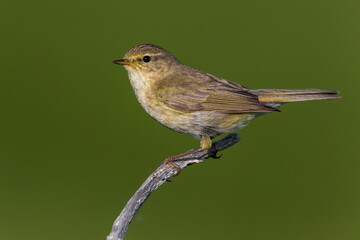 Tjiftjaf, Common Chiffchaff, Phylloscopus collybita