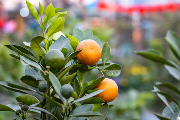 Raw and Ripe Tangerine or Mandarin hanging on the tree with green leaves in the fruit garden