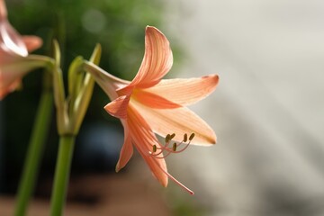 close-up Hippeastrum flower bloom in garden