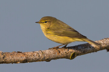 Tjiftjaf, Common Chiffchaff, Phylloscopus collybita