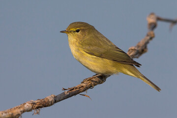 Tjiftjaf, Common Chiffchaff, Phylloscopus collybita