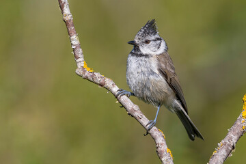 Kuifmees; Crested Tit; Lophophanes cristatus