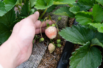 Fresh organic strawberries in the hands of a man. man collect a fresh strawberry crop. Summer harvest in the garden. Healthy eating concept.	