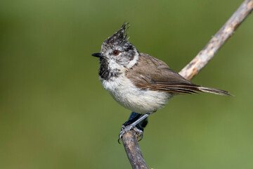 Kuifmees; Crested Tit; Lophophanes cristatus