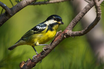 Prachtmees; Yellow-bellied Tit; Pardaliparus venustulus