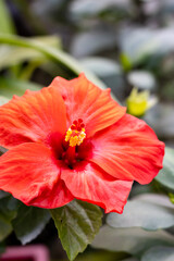 Red Hibiscus rosa Sinensis flower with green leaves inside the home garden