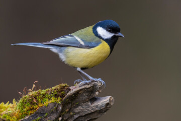Koolmees; Great Tit; Parus major