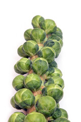 Brussel sprouts on the stem isolated on a  white studio background.