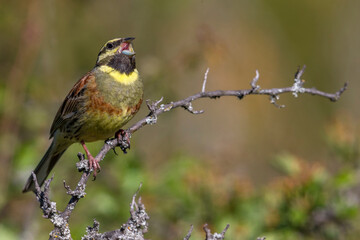 Cirlgors; Cirl Bunting; Emberiza cirlus