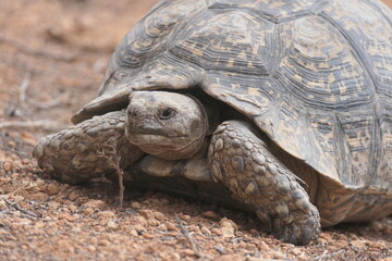 Pantherschildkröte, Stigmochelys pardalis, weit verbreitet in Afrika. Hier fotografiert in Oudtshoorn, Südafrika