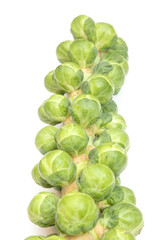 Brussel sprouts on the stem isolated on a  white studio background.