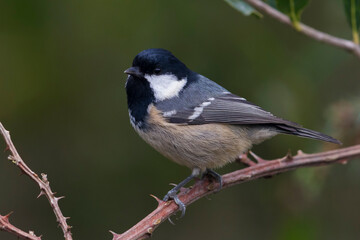 Zwarte Mees; Coal Tit; Periparus ater