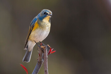 Blauwstaart; Red-flanked Bluetail; Tarsiger cyanurus