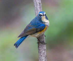 Blauwstaart; Red-flanked Bluetail; Tarsiger cyanurus