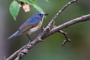 Blauwstaart; Red-flanked Bluetail; Tarsiger cyanurus