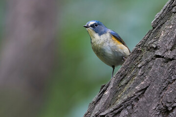 Blauwstaart; Red-flanked Bluetail; Tarsiger cyanurus