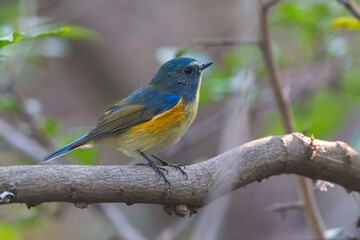 Blauwstaart; Red-flanked Bluetail; Tarsiger cyanurus