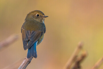 Blauwstaart; Red-flanked Bluetail; Tarsiger cyanurus