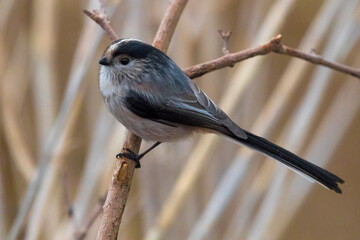 Obraz premium Staartmees; Long-tailed Tit; Aegithalos caudatus