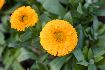 Yellow pot marigold flowers close up shot in the garden with leaves and tree at the evening light