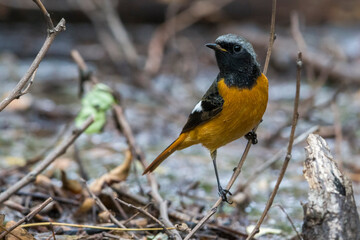 Fototapeta premium Spiegelroodstaart; Daurian Redstart; Phoenicurus auroreus