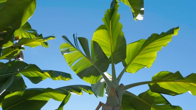 low angle of green banana leaf in wind blowing on blue sky