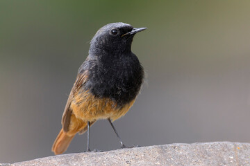 Zwarte Roodstaart, Black Redstart; Phoenicurus ochruros