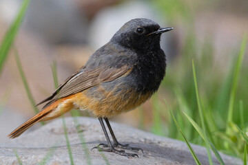 Obraz premium Zwarte Roodstaart, Black Redstart; Phoenicurus ochruros