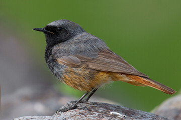 Zwarte Roodstaart, Black Redstart; Phoenicurus ochruros