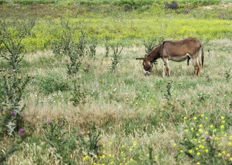 Naklejka na ściany i meble A male donkey grazes in a meadow with a thistle
