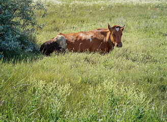 A cow lies under a bush in a meadow