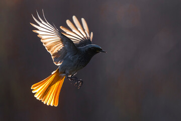 Zwarte Roodstaart, Black Redstart, Phoenicurus ochruros