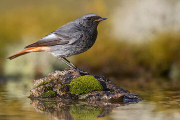 Zwarte Roodstaart, Black Redstart, Phoenicurus ochruros
