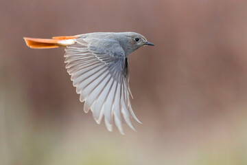 Zwarte Roodstaart, Black Redstart, Phoenicurus ochruros