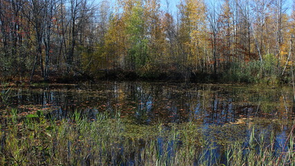 Reflection of fall trees in a pond