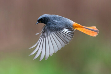 Zwarte Roodstaart, Black Redstart, Phoenicurus ochruros