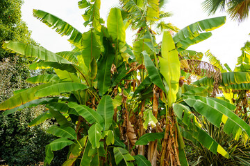 palm leaves in a park in the tropics. vegetation in the subtropics and tropics.