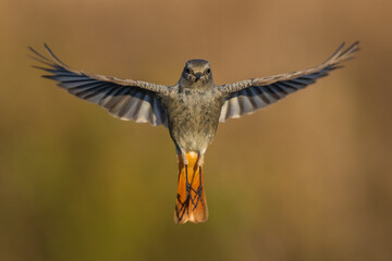 Zwarte Roodstaart, Black Redstart, Phoenicurus ochruros