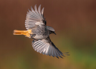 Zwarte Roodstaart, Black Redstart, Phoenicurus ochruros