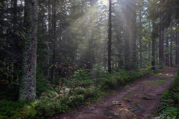Laubwald mit Sonnenstrahlen bei Nebel, Bayern, Deutschland, Europa
