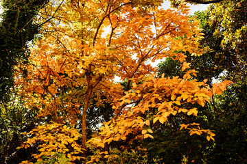 bright yellow foliage on an autumn tree among green trees 