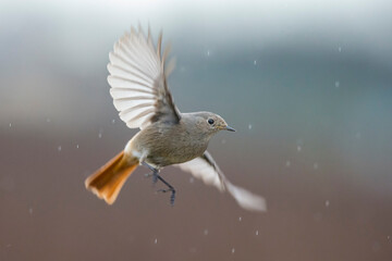 Zwarte Roodstaart, Black Redstart, Phoenicurus ochruros