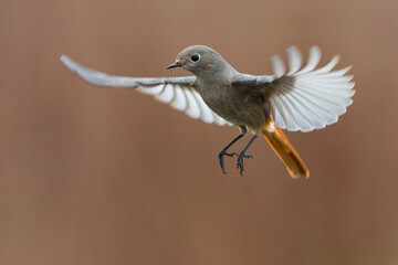 Zwarte Roodstaart, Black Redstart, Phoenicurus ochruros