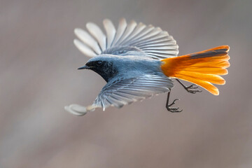 Zwarte Roodstaart, Black Redstart, Phoenicurus ochruros