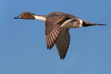 Pijlstaart; Northern Pintail; Anas acuta
