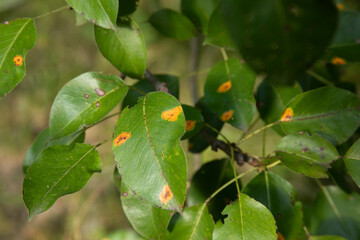 Fungal disease Gymnosporangium sabinae on pear leaves.