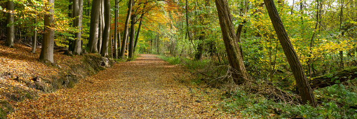 Obraz premium Weg durch den Herbstwald, Naturschutzgebiet Elsebachtal, Schwerte, Nordrhein-Westfalen, Deutschland, Europa